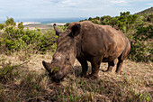 Rare white rhinoceros grazing