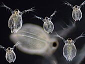 Water fleas, light micrograph