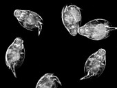 Lepadella patella rotifers, micrograph