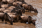 Herd of wildebeests drinking