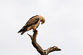 Tawny eagle perched on a tree branch