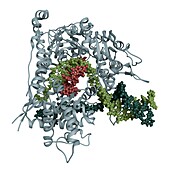 RNA polymerase, molecular model
