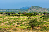 Landscape of hills, mountains, and Acacia trees