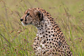 Alert cheetah in tall grass
