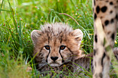 Resting cheetah cub