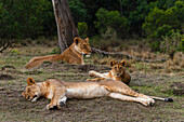 Two lionesses and a cub resting