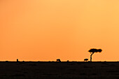 Three wildebeests grazing at sunset