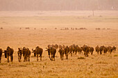 Migrating wildebeests follow each other across a savanna