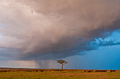 Rainstorm approaching a wildebeest herd on the savanna