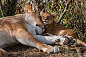 Lioness sleeping close by one of her cubs
