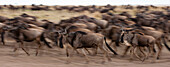 Herd of migrating wildebeests running