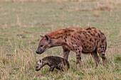 Spotted hyena with her cub