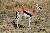 Thomson's gazelle with her newborn