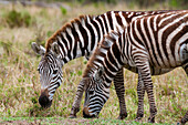Two plains zebras grazing