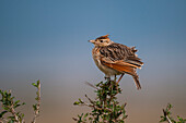 Rufous-naped lark perching