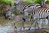 Plains zebras and a colt at waterhole