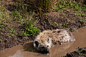 Spotted hyena cooling off in a puddle