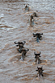 Migrating wildebeests and plains zebras crossing a river