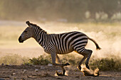 Common zebras running in Amboseli National Park, Kenya