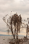 Flock of great cormorant perching on a dead tree