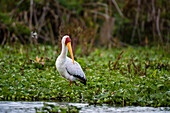 Yellow-billed stork wading through water plants on lake