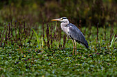 Grey heron standing on a lake shore
