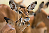 Female impala with its calf