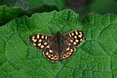 Speckled wood butterfly