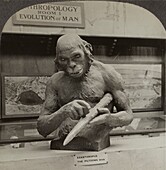 Model of Piltdown man