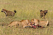Lionesses feeding on a zebra kill while hyenas watch on