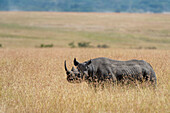 Black rhinoceros in tall grass