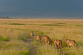 Lions walking in a row as a rain storm approaches