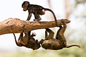 Olive baboons playing on a tree branch