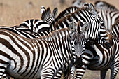 Grant's zebra foal