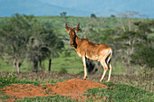 Coke's hartebeest on a termite mound