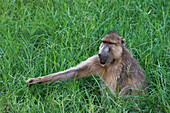 Yellow baboon in grass