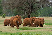African elephant parade in Tsavo National Park, Kenya
