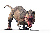 Tyrannosaurus rex dinosaur, illustration