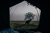Kangaroo outside tent, Australia