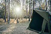 Tent at sunny campsite, Australian bush