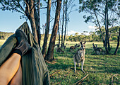 Woman relaxing in hammock watching kangaroo, Australia