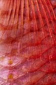 Schuppen einer Rotbarbe (Close Up)