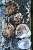 European oysters, Brittany, France