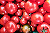 Organic tomatoes from the farmer's market
