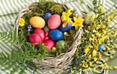 Basket with Easter eggs, moss, daffodils