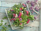 Teller mit blanchiertem lila Blumenkohl und verschiedenen grünen Blattsalaten