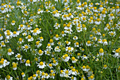 Blooming chamomile