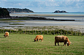 Grasende Hochlandrinder, Bretagne, Frankreich