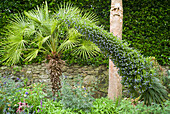 Giant viper's bugloss, Jardin Georges Delaselle, Ile de Batz, Finistere, Brittany, France