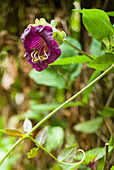 Tibouchina, violet tree or Princess Flower, Jardin Georges Delaselle, Ile de Batz, Finistere, Brittany, France